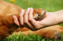 Etología: Nuestros Servicios de Clínica Veterinaria Sant Marc Etología: Nuestros Servicios de Clínica Veterinaria Sant Marc