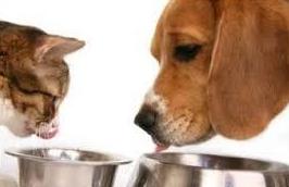Nutrición: Nuestros Servicios de Clínica Veterinaria Sant Marc Nutrición: Nuestros Servicios de Clínica Veterinaria Sant Marc