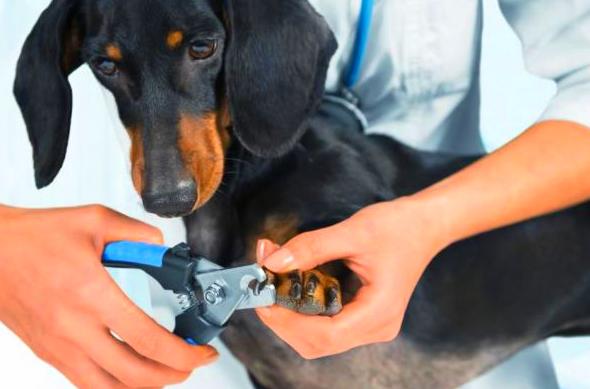 cortar de uñas perros cortar de uñas perros