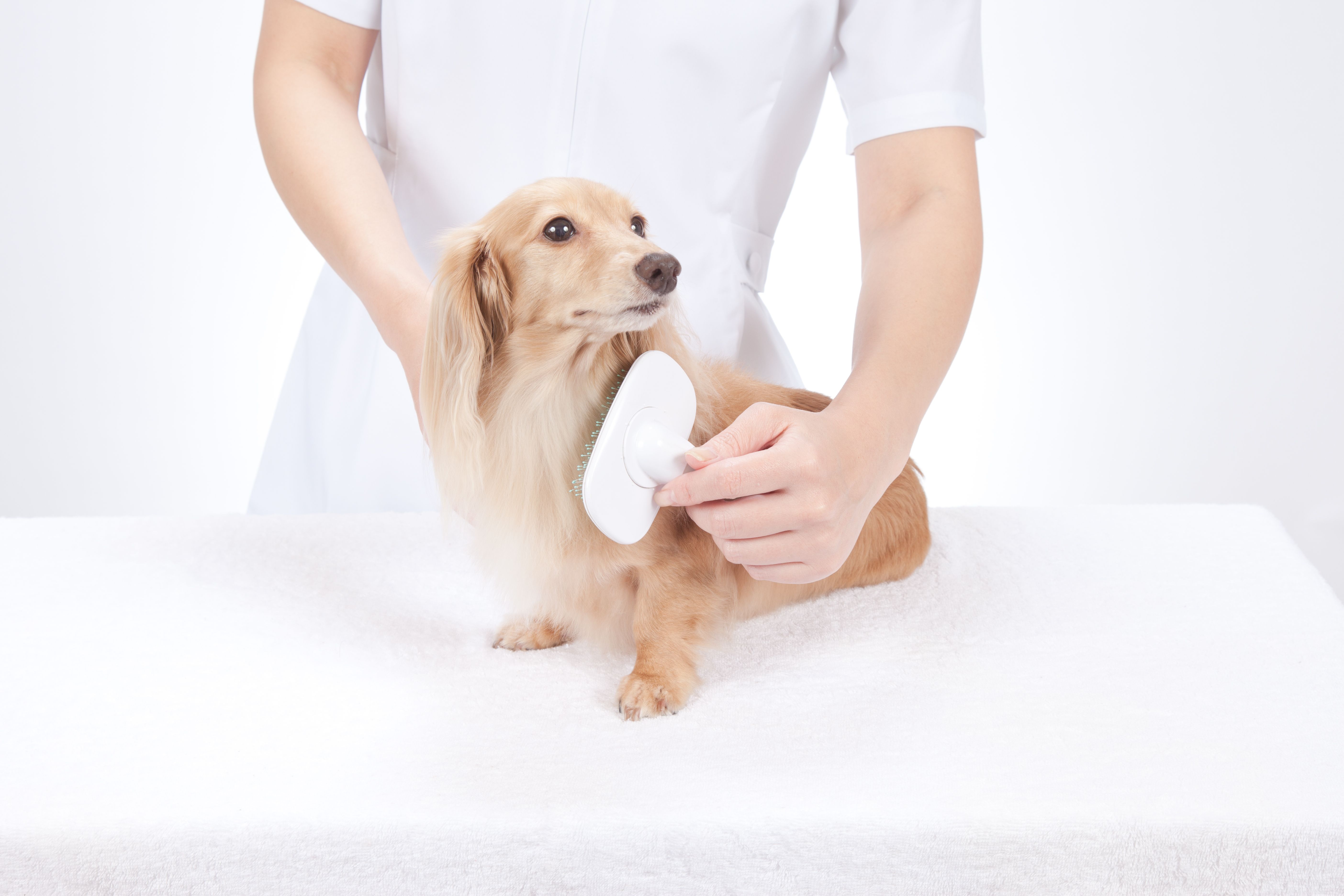 Peluquería canina: Servicios de Compañeros Tienda De Mascotas Peluquería canina: Servicios de Compañeros Tienda De Mascotas