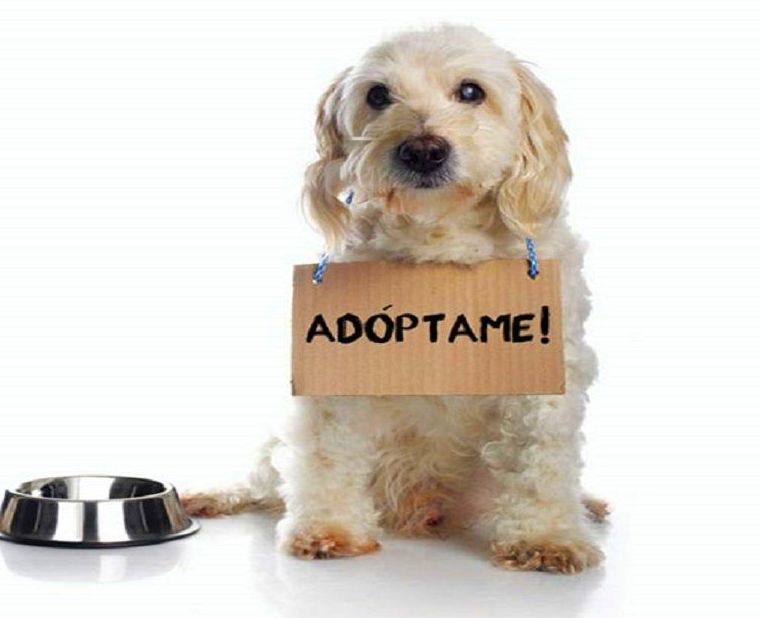 Adopción de perros y gatos: Servicios de Compañeros Tienda De Mascotas Adopción de perros y gatos: Servicios de Compañeros Tienda De Mascotas