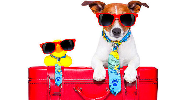 guarderia canina: Servicios de Compañeros Tienda De Mascotas guarderia canina: Servicios de Compañeros Tienda De Mascotas