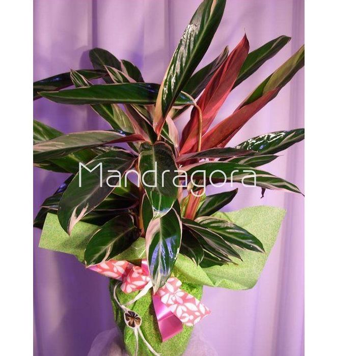 Plantas: Productos de Mandrágora Floristería Plantas: Productos de Mandrágora Floristería