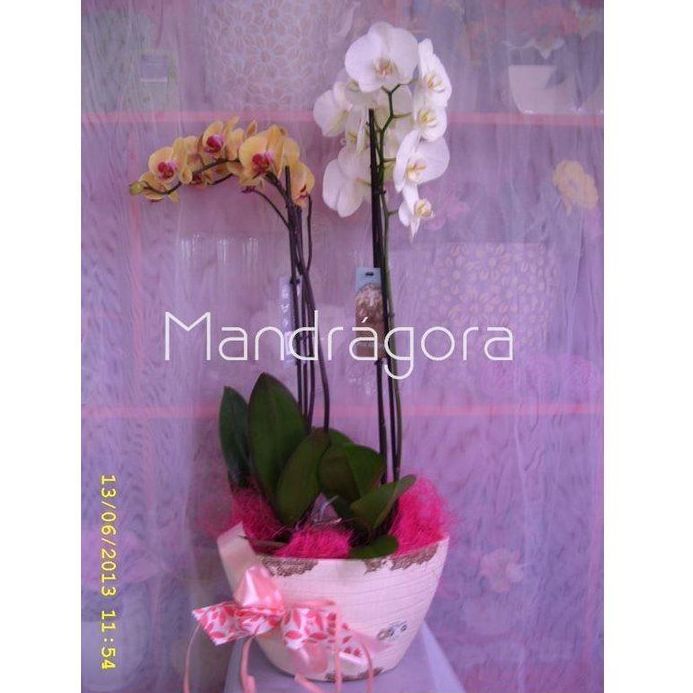 Plantas: Productos de Mandrágora Floristería Plantas: Productos de Mandrágora Floristería