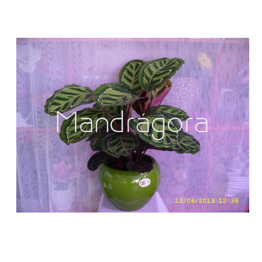 Plantas Plantas