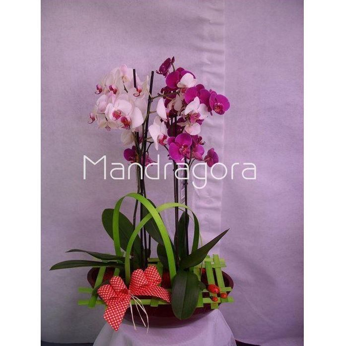 Plantas: Productos de Mandrágora Floristería Plantas: Productos de Mandrágora Floristería