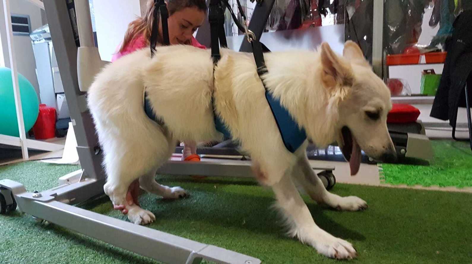 Clínica veterinaria Habana Boston Boadilla del Monte Clínica veterinaria Habana Boston Boadilla del Monte