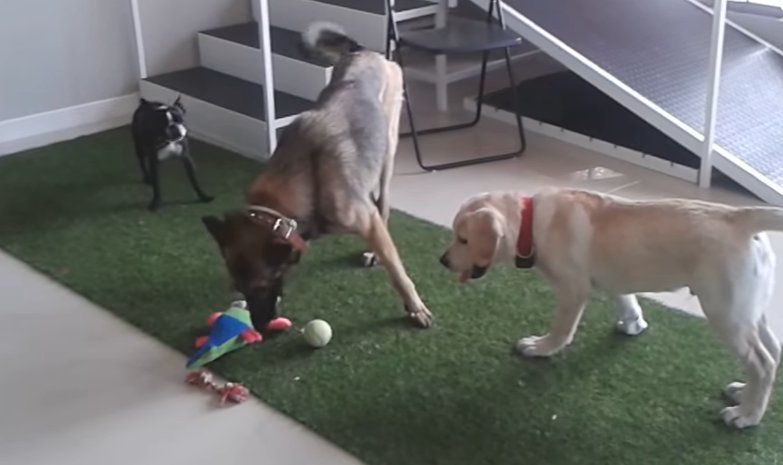 Guardería, educación y psicología canina: Servicios de Clínica Veterinaria Habana Boston Guardería, educación y psicología canina: Servicios de Clínica Veterinaria Habana Boston