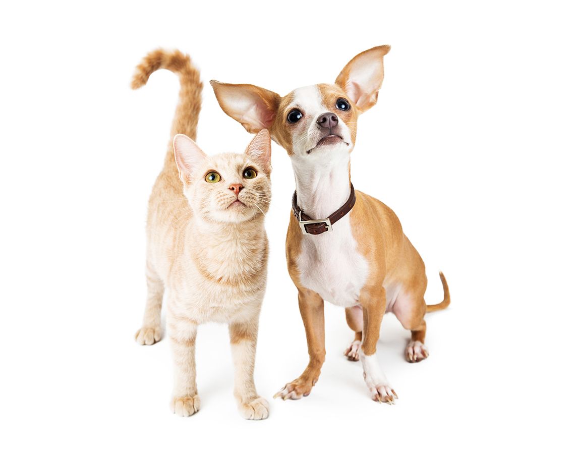Consulta general veterinaria: Servicios de Clínica Veterinaria Habana Boston Consulta general veterinaria: Servicios de Clínica Veterinaria Habana Boston