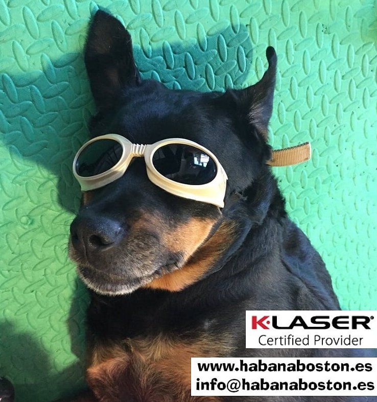 Láser terapéutico: Servicios de Clínica Veterinaria Habana Boston Láser terapéutico: Servicios de Clínica Veterinaria Habana Boston