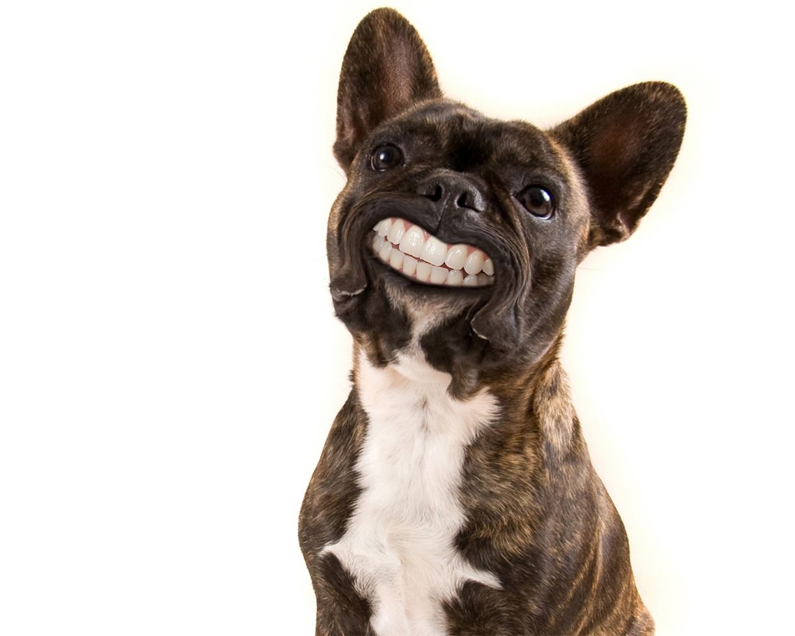 Consulta de especialidades: Servicios de Clínica Veterinaria Habana Boston Consulta de especialidades: Servicios de Clínica Veterinaria Habana Boston