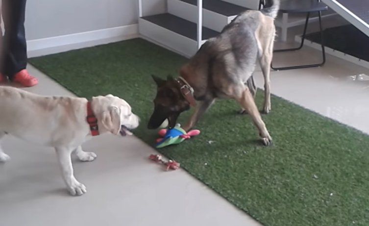 Guardería, educación y psicología canina: Servicios de Clínica Veterinaria Habana Boston Guardería, educación y psicología canina: Servicios de Clínica Veterinaria Habana Boston