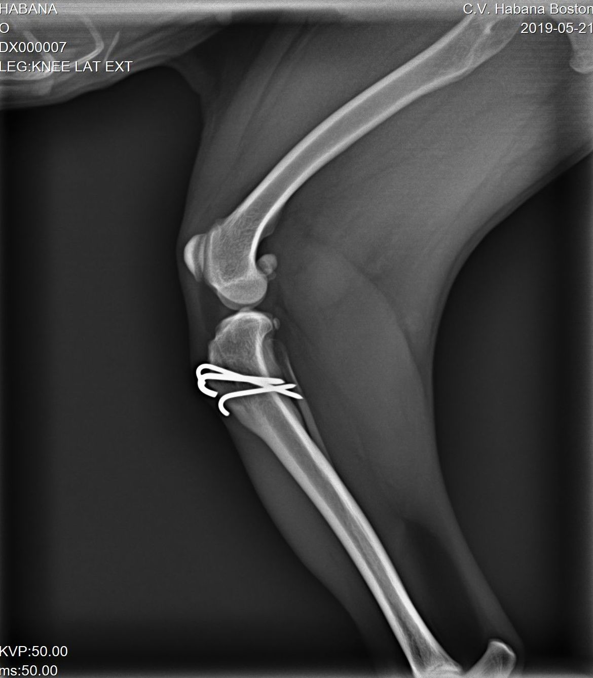 Diagnóstico por Imagen y Laboratorio Propio: Servicios de Clínica Veterinaria Habana Boston Diagnóstico por Imagen y Laboratorio Propio: Servicios de Clínica Veterinaria Habana Boston