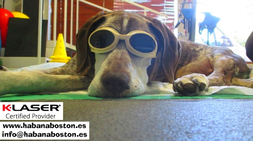 Láser terapéutico: Servicios de Clínica Veterinaria Habana Boston Láser terapéutico: Servicios de Clínica Veterinaria Habana Boston