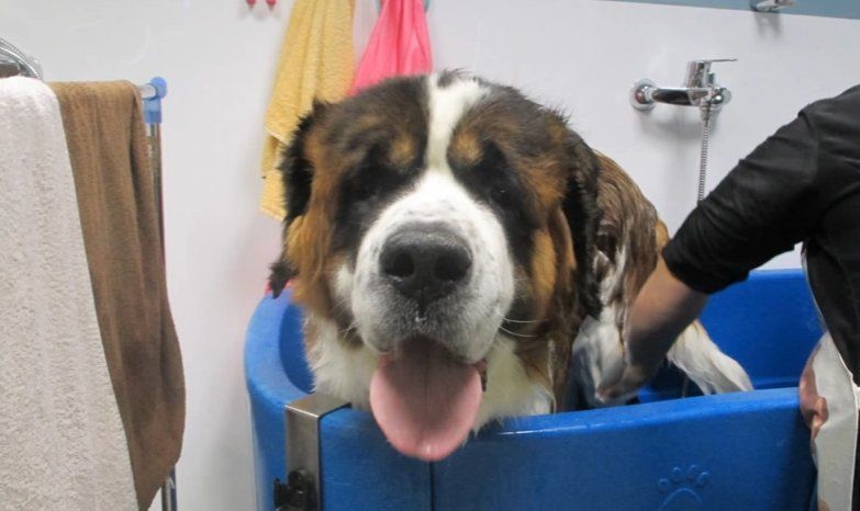 Peluquería y estética: Servicios de Clínica Veterinaria Habana Boston Peluquería y estética: Servicios de Clínica Veterinaria Habana Boston
