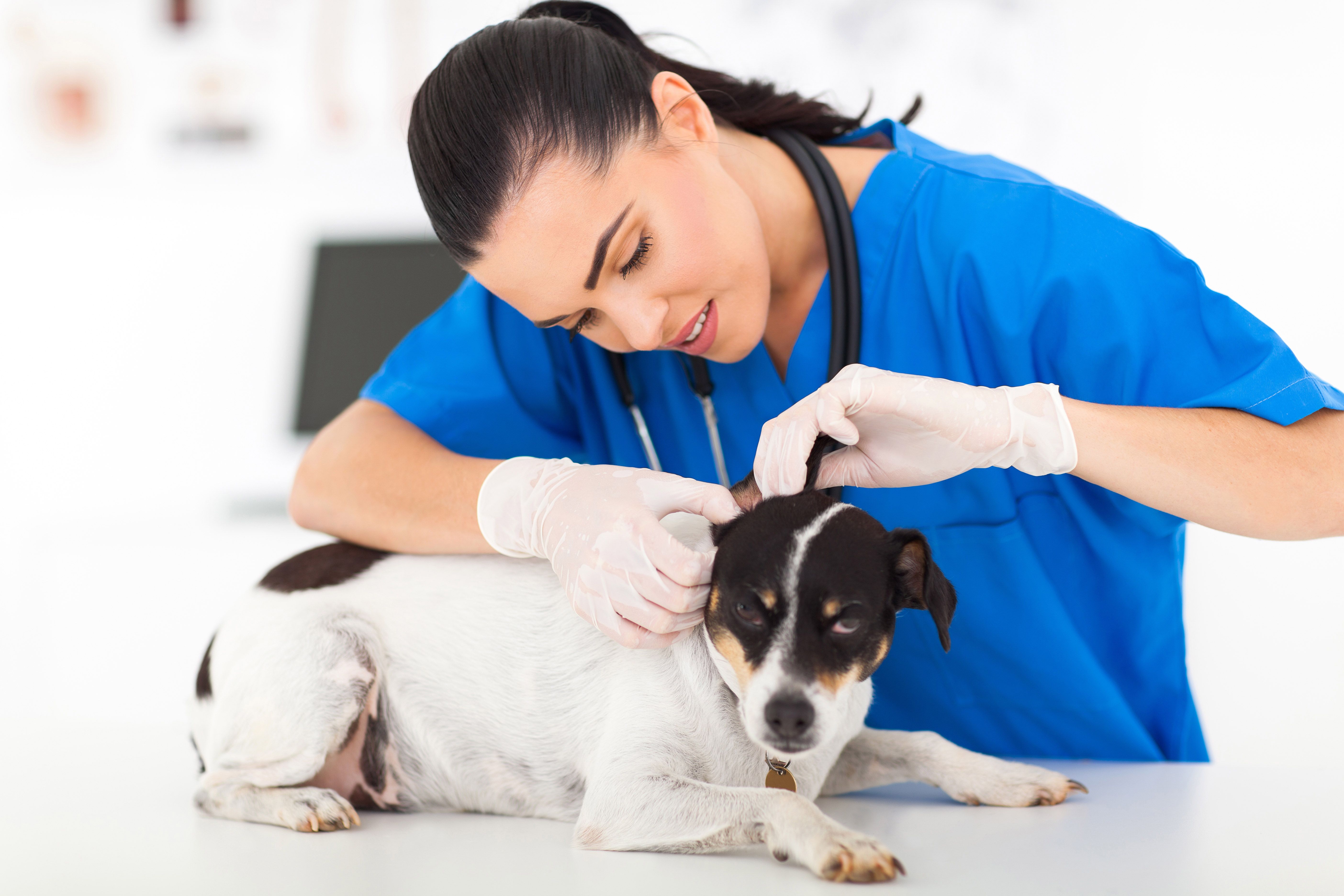 Consulta de especialidades: Servicios de Clínica Veterinaria Habana Boston Consulta de especialidades: Servicios de Clínica Veterinaria Habana Boston
