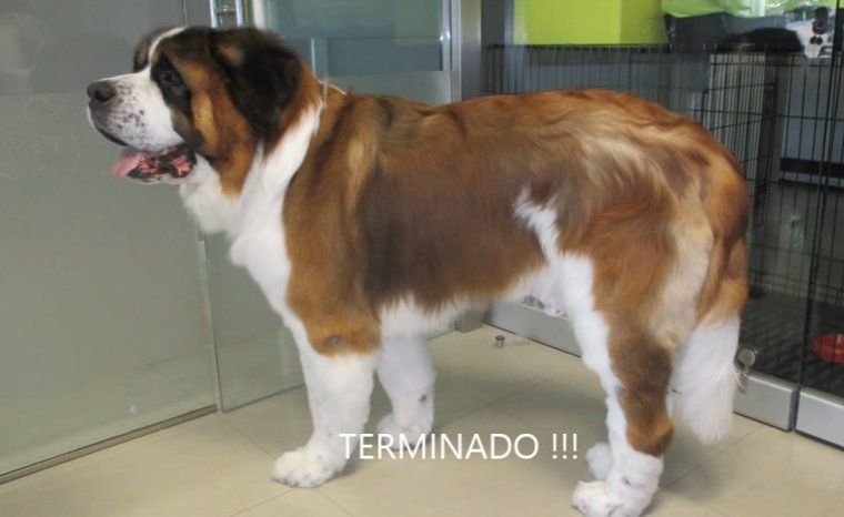 Peluquería y estética: Servicios de Clínica Veterinaria Habana Boston Peluquería y estética: Servicios de Clínica Veterinaria Habana Boston