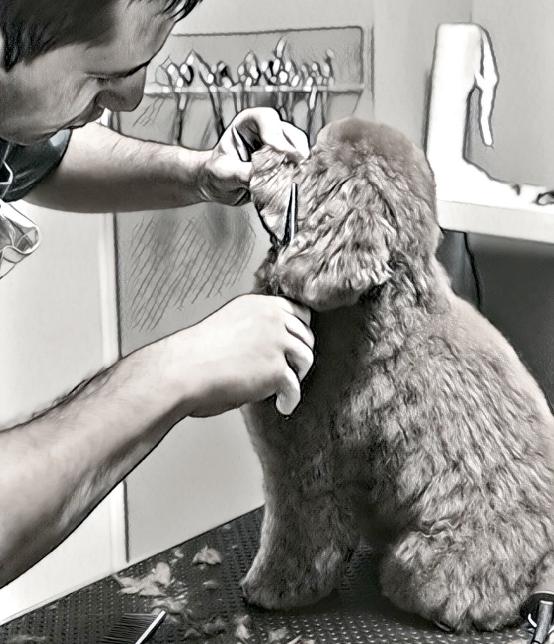Peluquería y estética: Servicios de Clínica Veterinaria Habana Boston Peluquería y estética: Servicios de Clínica Veterinaria Habana Boston