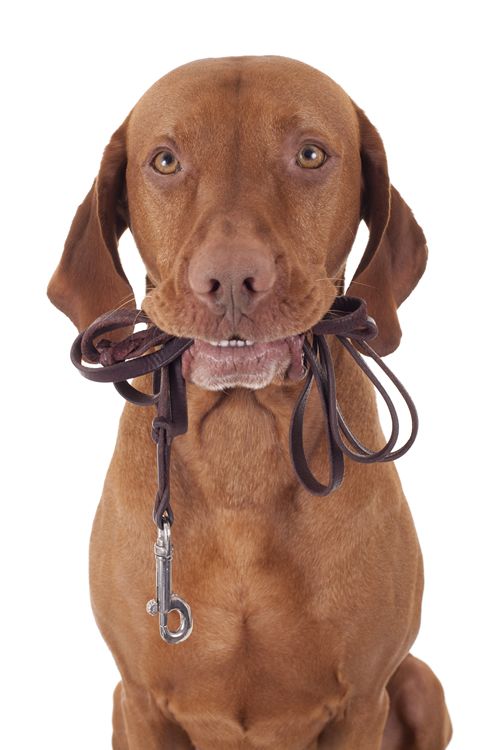 Consulta general veterinaria: Servicios de Clínica Veterinaria Habana Boston Consulta general veterinaria: Servicios de Clínica Veterinaria Habana Boston