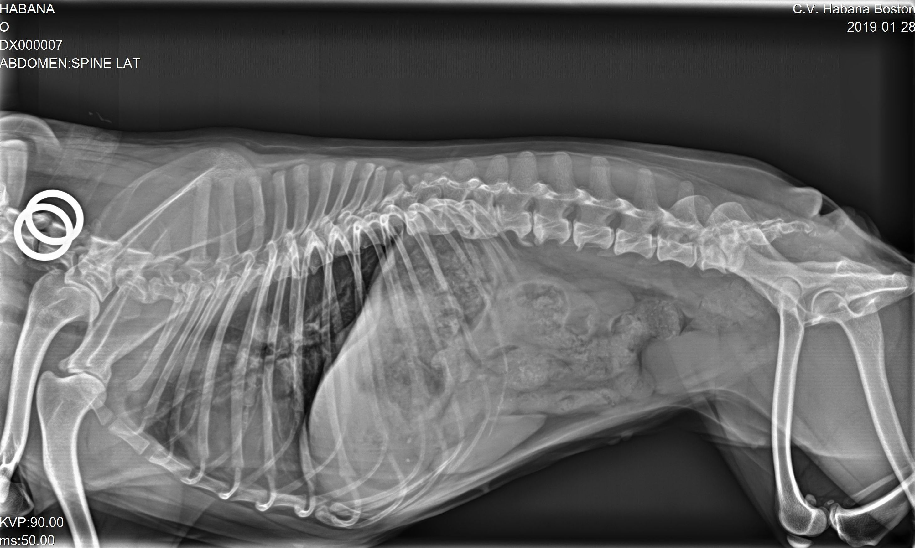 Diagnóstico por Imagen y Laboratorio Propio: Servicios de Clínica Veterinaria Habana Boston Diagnóstico por Imagen y Laboratorio Propio: Servicios de Clínica Veterinaria Habana Boston