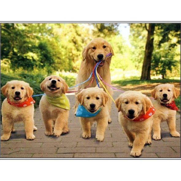 Clínica Veterinaria Habana Boston. Paseador de perros Clínica Veterinaria Habana Boston. Paseador de perros
