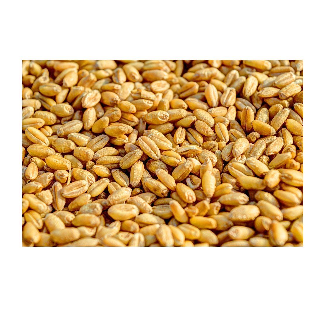 Semillas: Productos de Abonos Concar S.L. Semillas: Productos de Abonos Concar S.L.