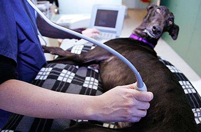 Diagnóstico por imagen: Servicios de Centro Veterinario Los Alpes Diagnóstico por imagen: Servicios de Centro Veterinario Los Alpes