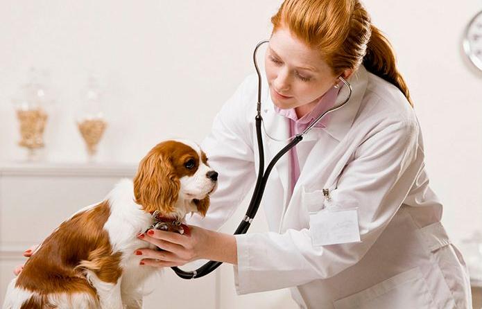 Medicina interna: Servicios de Centro Veterinario Los Alpes Medicina interna: Servicios de Centro Veterinario Los Alpes