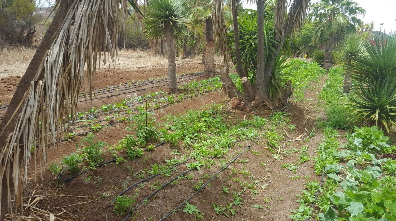 asociacion domitila Tenerife asociacion domitila Tenerife