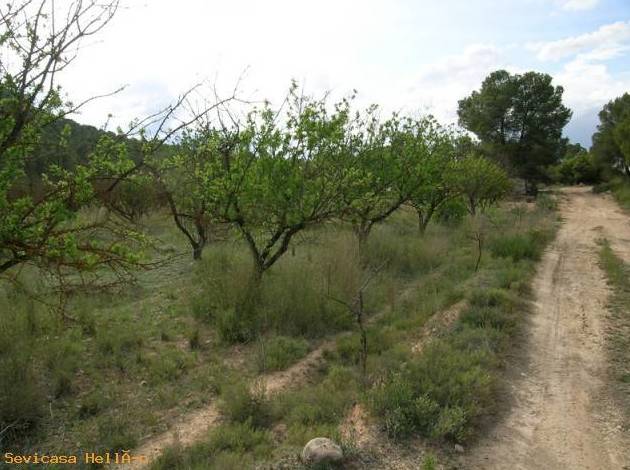Finca a 10km de Hellín: Compra y alquiler de Servicasa Servicios Inmobiliarios Finca a 10km de Hellín: Compra y alquiler de Servicasa Servicios Inmobiliarios