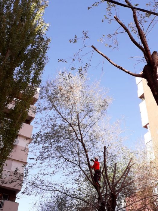 Podas y talas en altura: Servicios de Podas y Talas La Ardilla Podas y talas en altura: Servicios de Podas y Talas La Ardilla