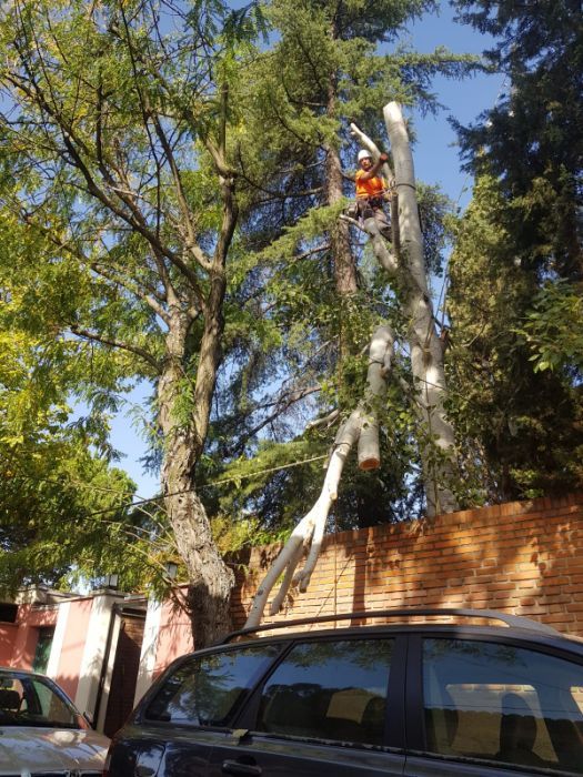 Podas y talas en altura: Servicios de Podas y Talas La Ardilla Podas y talas en altura: Servicios de Podas y Talas La Ardilla