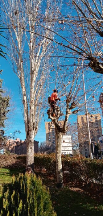 Tratamientos fitosanitarios para árboles en Toledo