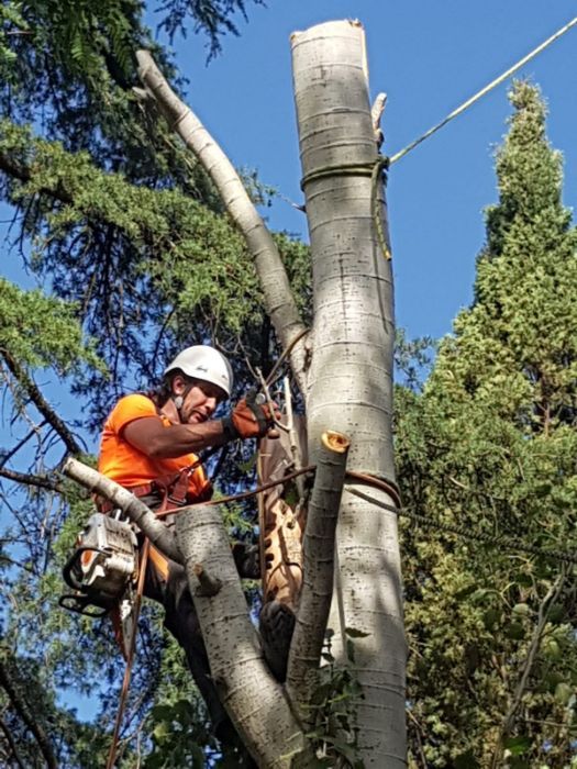 Podas y talas en altura: Servicios de Podas y Talas La Ardilla Podas y talas en altura: Servicios de Podas y Talas La Ardilla