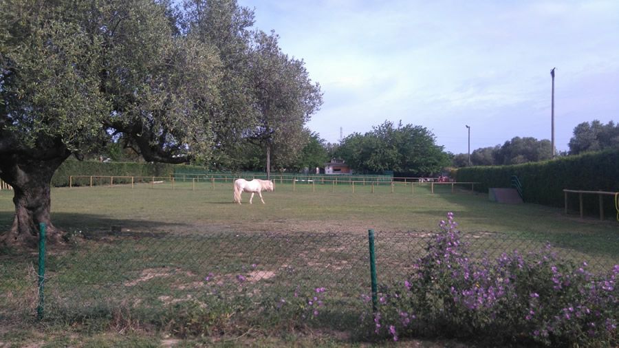 Amplios parques y entorno natural: servicios de Can Fauna Amplios parques y entorno natural: servicios de Can Fauna