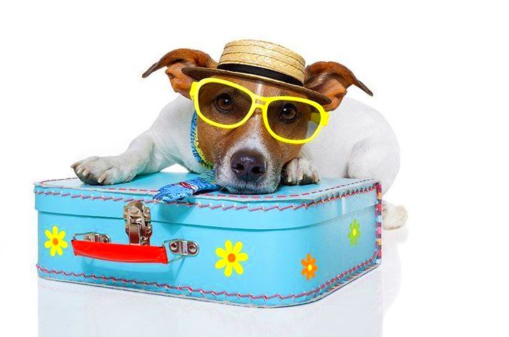 Residencia canina: servicios de Can Fauna Residencia canina: servicios de Can Fauna