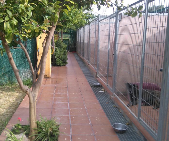 Veterinario Veterinario