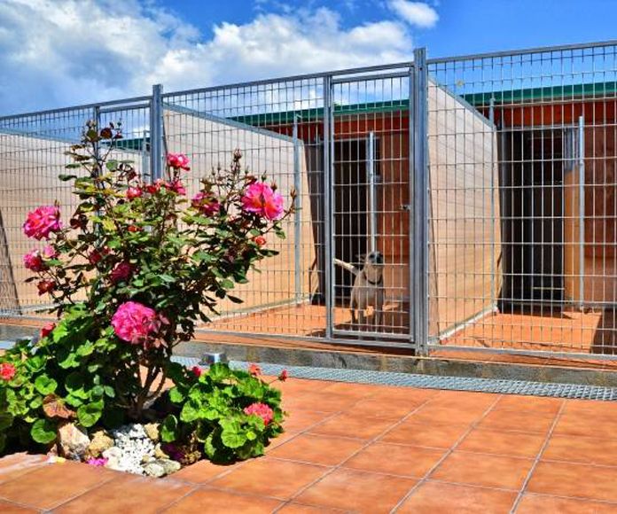 Servicio especial para cachorros y ancianos Servicio especial para cachorros y ancianos