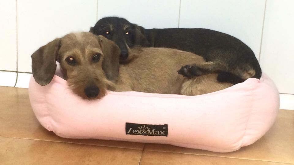 Accesorios y complementos: Servicios de MamaDog Grooming & Pet Shop Accesorios y complementos: Servicios de MamaDog Grooming & Pet Shop