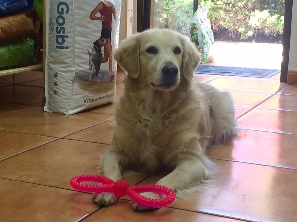 Accesorios y complementos: Servicios de MamaDog Grooming & Pet Shop Accesorios y complementos: Servicios de MamaDog Grooming & Pet Shop