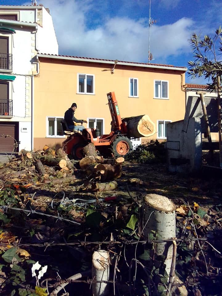 Tala de árboles en Ciudad Rodrigo