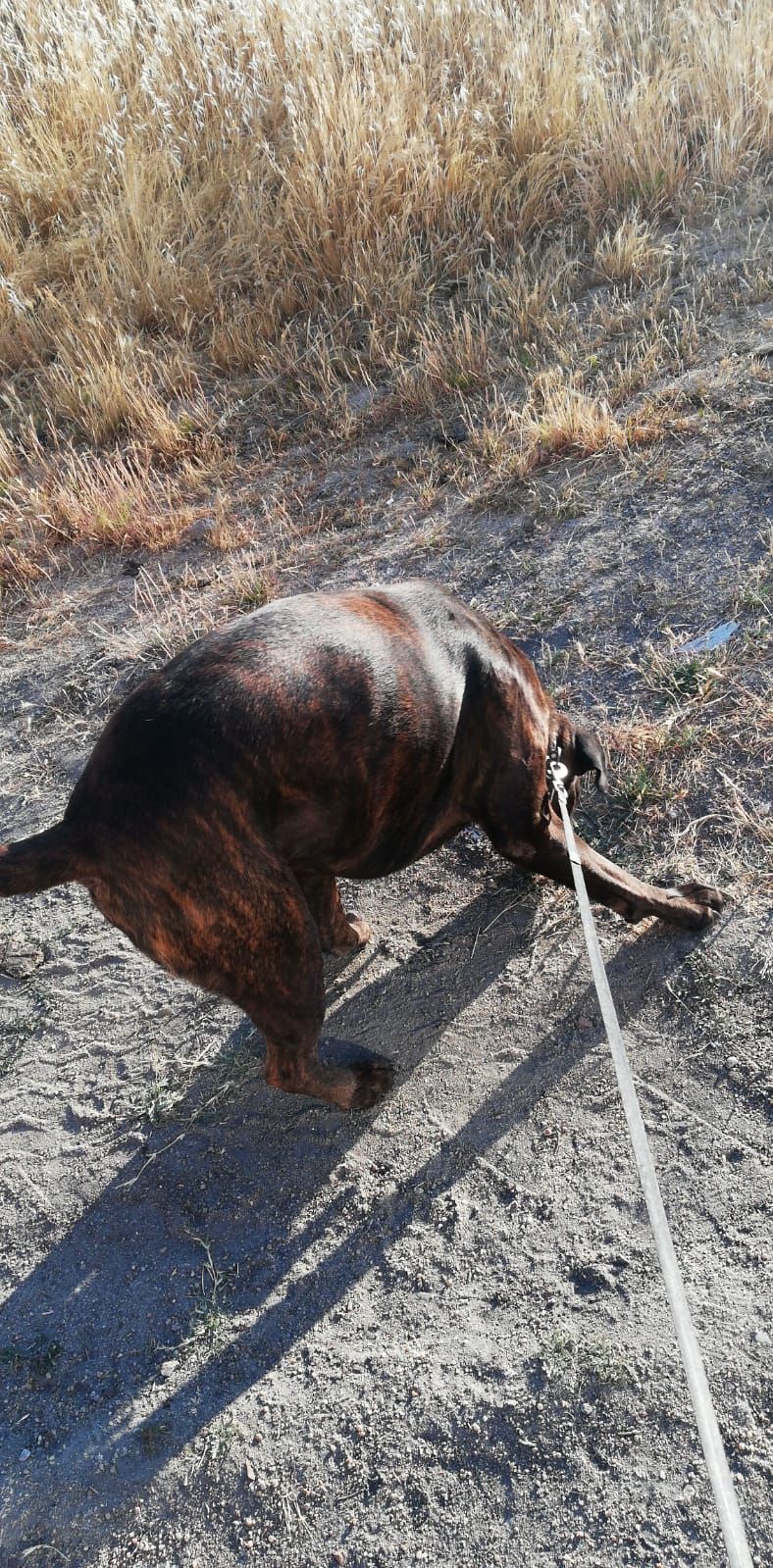 Paseo y cuidado de mascotas a domicilio en Salamanca