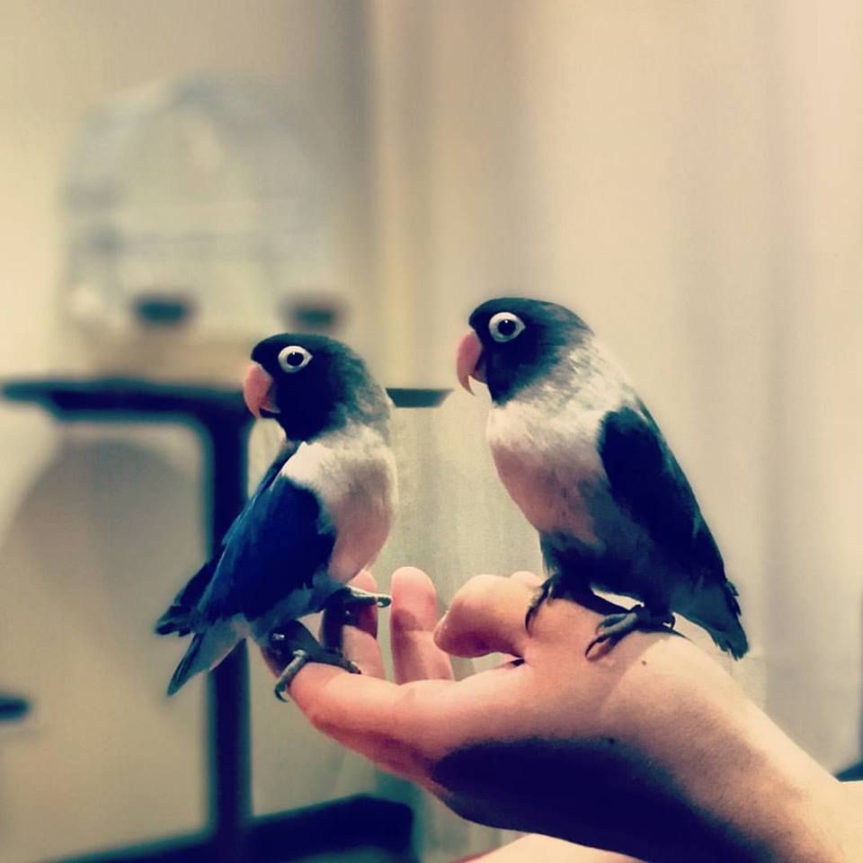Comida para pájaros: Para tu mascota de New Art Can Comida para pájaros: Para tu mascota de New Art Can