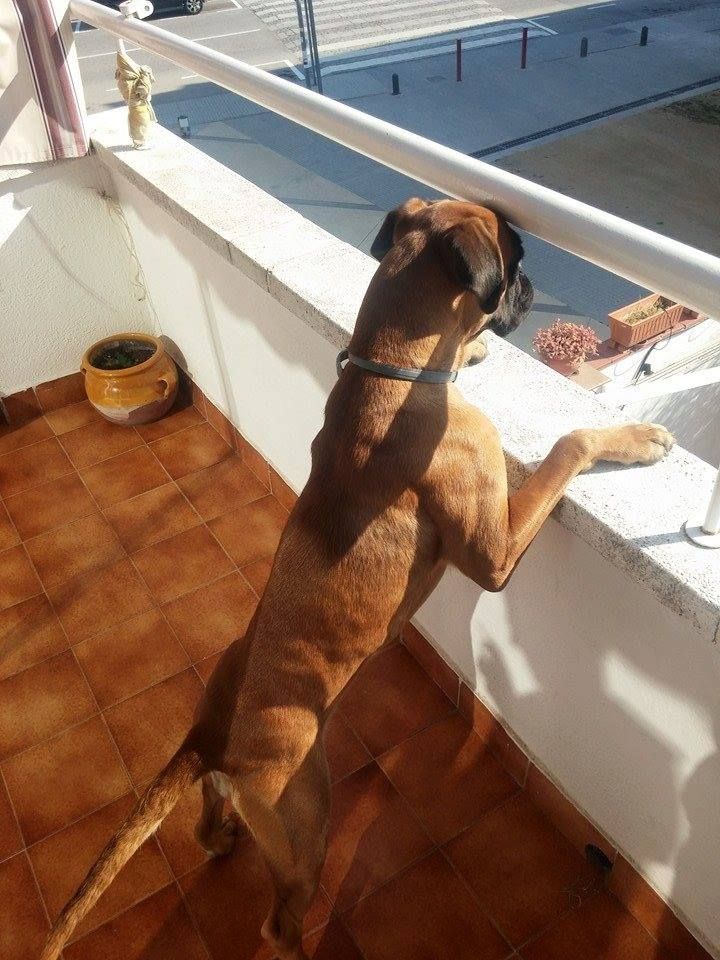Entregas a domicilio: Para tu mascota de New Art Can Entregas a domicilio: Para tu mascota de New Art Can