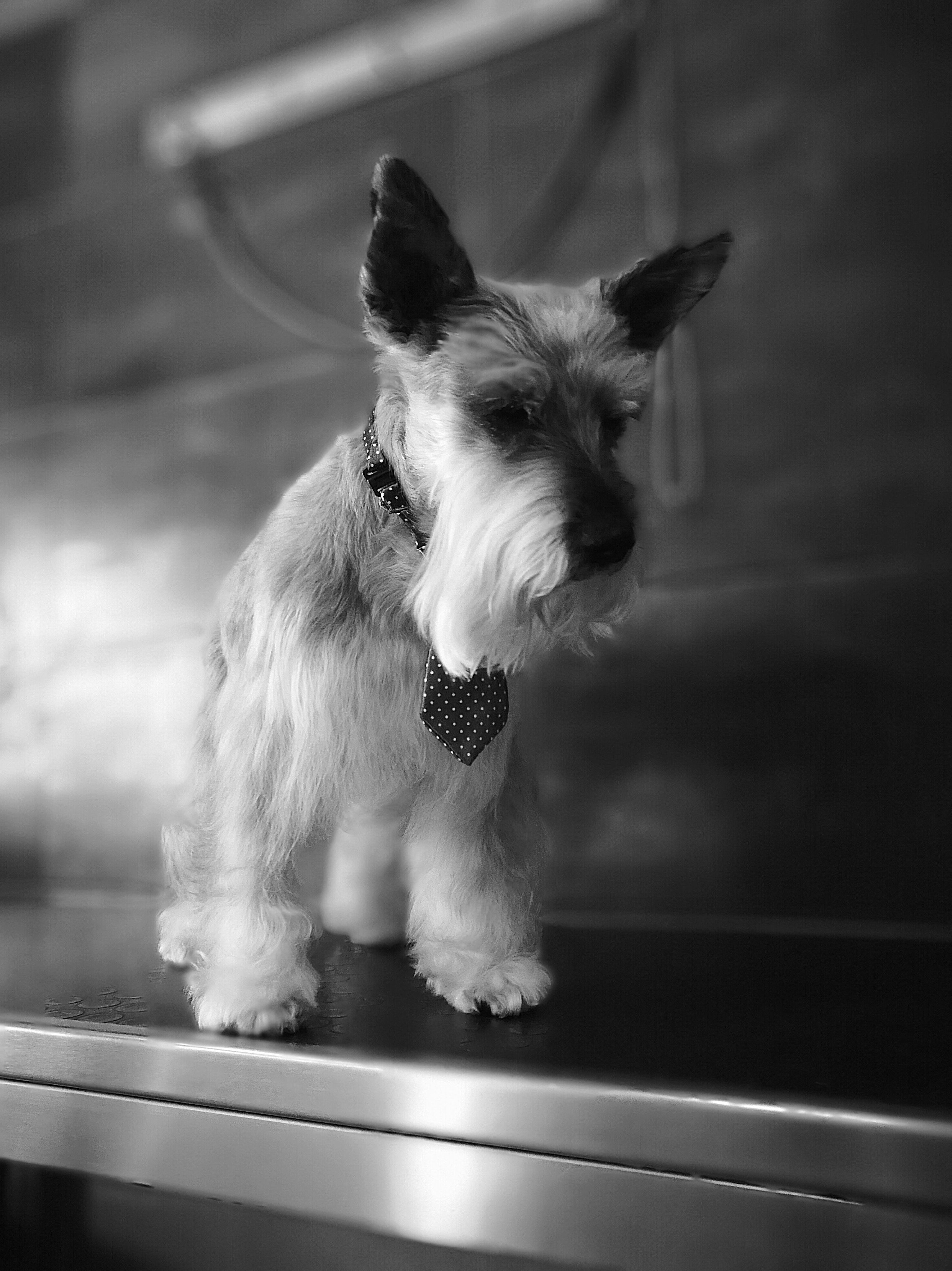 Isis schnauzer Isis schnauzer