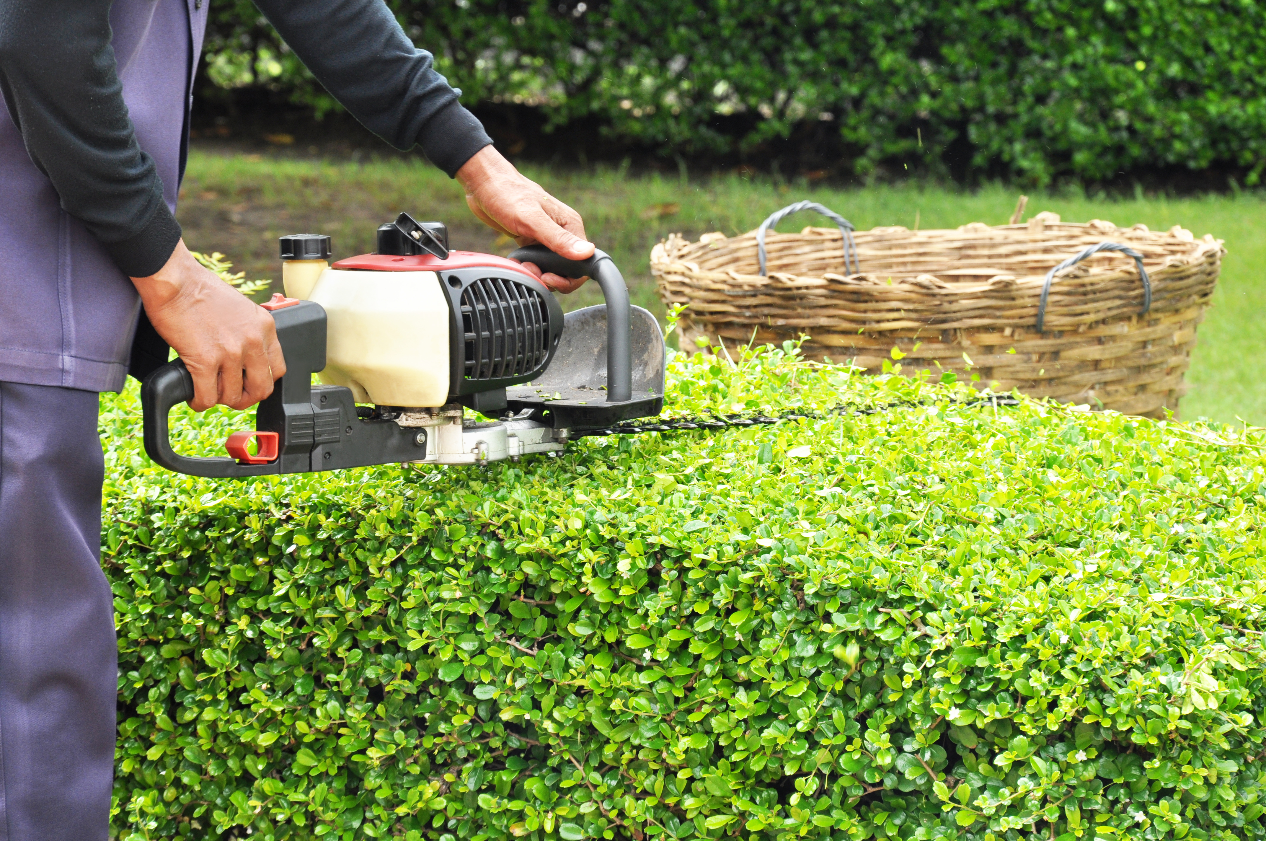 Mantenimiento de jardinería: Servicios de GRUPO SERLIMAN Mantenimiento de jardinería: Servicios de GRUPO SERLIMAN