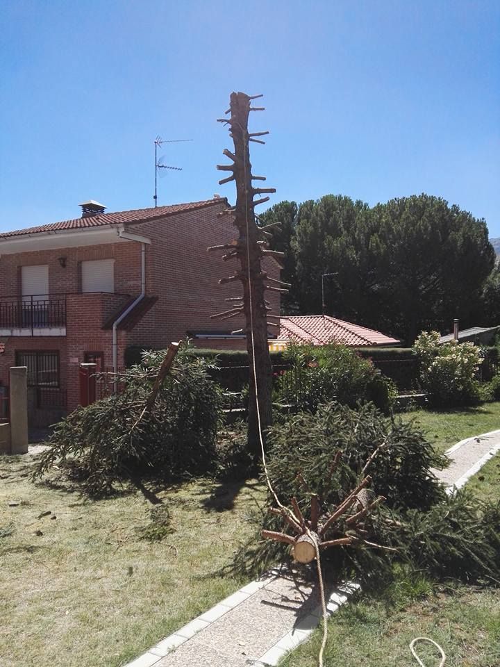 Poda y tala: Servicios de Ávila Espacios verdes Poda y tala: Servicios de Ávila Espacios verdes