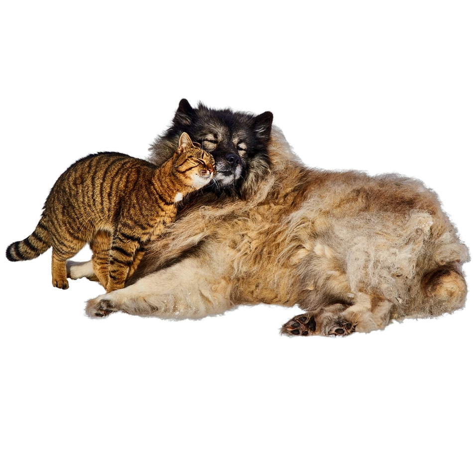 Medicina general canina y felina: Servicios de Clínica Veterinaria Vetsur Fuengirola Medicina general canina y felina: Servicios de Clínica Veterinaria Vetsur Fuengirola