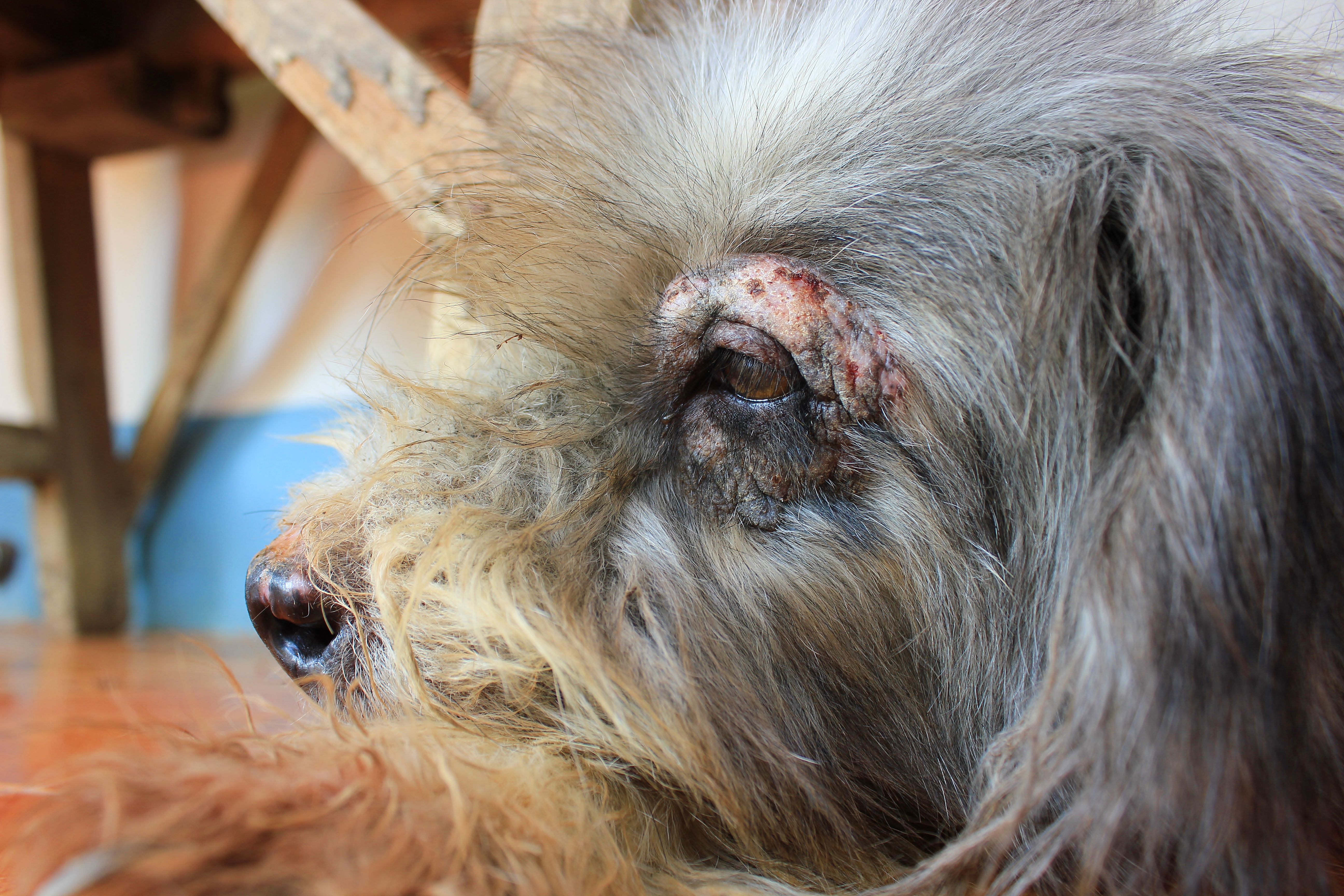 Oftalmología: Servicios de Clínica Veterinaria Vetsur Fuengirola Oftalmología: Servicios de Clínica Veterinaria Vetsur Fuengirola