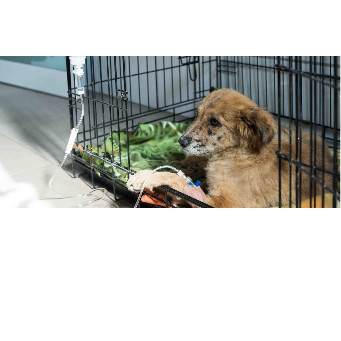 Hospitalización: Servicios de Clínica Veterinaria Vetsur Fuengirola Hospitalización: Servicios de Clínica Veterinaria Vetsur Fuengirola